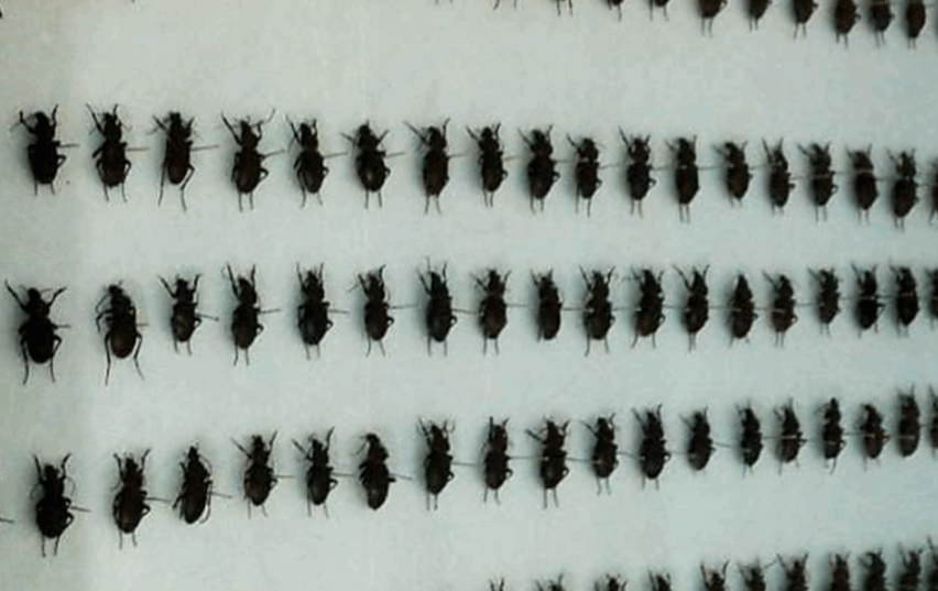 ماهي حشرة الـ”Calosoma Olivieri”…وما هي الاجراءات لمكفاحتها؟