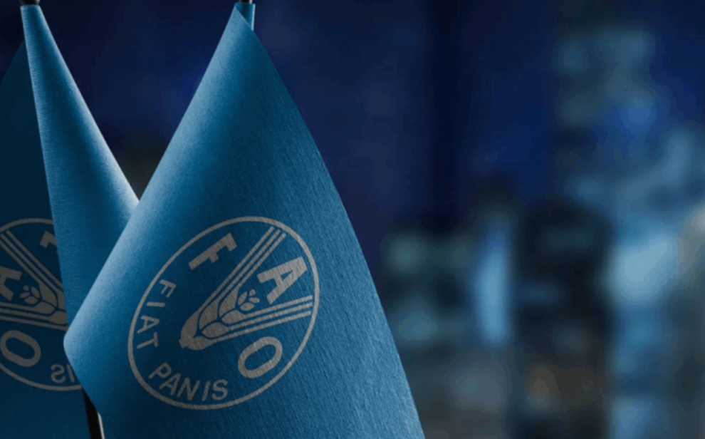 إرتفاع أسعار الغذاء العالمية