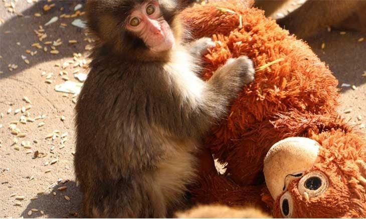 محظوظٌ هذا القرد!