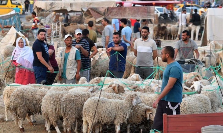 “الخروف الإيطالي” يثير جدلا في تونس تزامنا مع عيد الأضحى