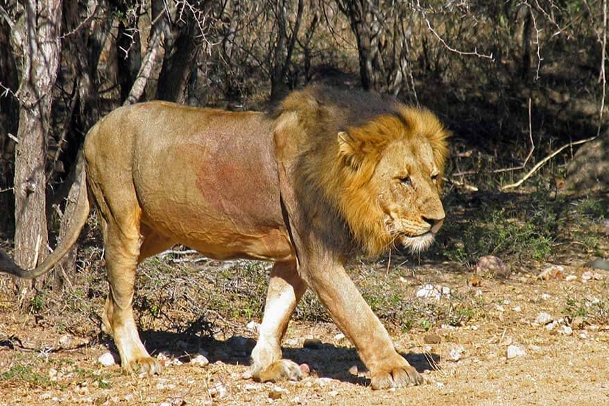 رعب في البقاع بسبب أسد هارب من حظيرته... والمفاجأة في التفاصيل!